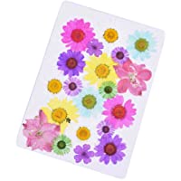 Daimay 20 PCS Flores Secas Naturales Flores prensadas Reales múltiples mezcladas Surtido Colorido para Resina DIY Joyas…
